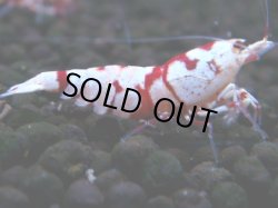 画像1: 383　R【20期目突入記念！】RED FANCY TIGER FULL ADULT メス確定30連発！
