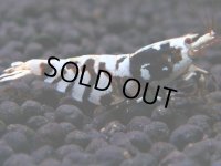 194　K【20期目突入記念！】BLACK BATICLE フルボディ種親メス！