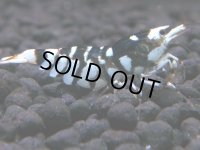 174　K【20期目突入記念！】BLACK FANCY TIGER アダルトメス確定！