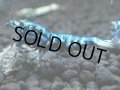 364　H【20期目突入記念！】BMG オス 超特価20連発！