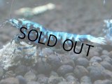 364　H【20期目突入記念！】BMG オス 超特価20連発！