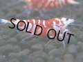 385　R【20期目突入記念！】RED FANCY TIGER FULL ADULT メス確定30連発！