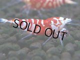 385　R【20期目突入記念！】RED FANCY TIGER FULL ADULT メス確定30連発！
