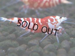 画像1: 385　R【20期目突入記念！】RED FANCY TIGER FULL ADULT メス確定30連発！