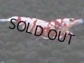 394　R【20期目突入記念！】RED FANCY TIGER FULL ADULT メス確定30連発！