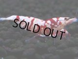 394　R【20期目突入記念！】RED FANCY TIGER FULL ADULT メス確定30連発！