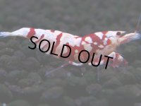 394　R【20期目突入記念！】RED FANCY TIGER FULL ADULT メス確定30連発！