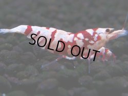画像1: 394　R【20期目突入記念！】RED FANCY TIGER FULL ADULT メス確定30連発！