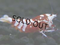 266　H【20期目突入記念！】スーパーサヤチャンス100連発！