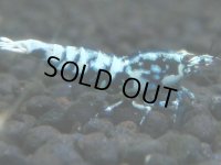 370　H【20期目突入記念！】BMG オス 超特価20連発！