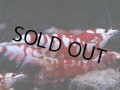 375　R【20期目突入記念！】RED FANCY TIGER FULL ADULT メス確定30連発！
