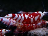 375　R【20期目突入記念！】RED FANCY TIGER FULL ADULT メス確定30連発！
