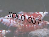 375　R【20期目突入記念！】RED FANCY TIGER FULL ADULT メス確定30連発！