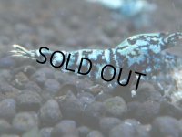 355　H【20期目突入記念！】BMG オス 超特価20連発！