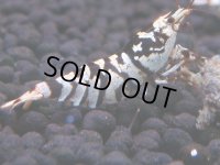 172　K【20期目突入記念！】BLACK FANCY TIGER アダルトメス確定！