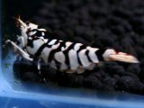 175　K【20期目突入記念！】BLACK FANCY TIGER アダルトメス確定！