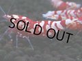 387　R【20期目突入記念！】RED FANCY TIGER FULL ADULT メス確定30連発！