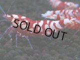 387　R【20期目突入記念！】RED FANCY TIGER FULL ADULT メス確定30連発！