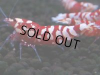 387　R【20期目突入記念！】RED FANCY TIGER FULL ADULT メス確定30連発！