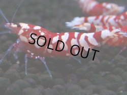 画像1: 387　R【20期目突入記念！】RED FANCY TIGER FULL ADULT メス確定30連発！