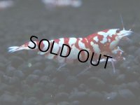 186　P【20期目突入記念！】RFT KOREA ECOPIA 究極に近づくためのエビ！