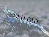 283　H【20期目突入記念！】スーパーサヤチャンス100連発！