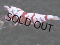 395　R【20期目突入記念！】RED FANCY TIGER FULL ADULT メス確定30連発！