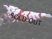 395　R【20期目突入記念！】RED FANCY TIGER FULL ADULT メス確定30連発！
