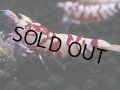376　R【20期目突入記念！】RED FANCY TIGER FULL ADULT メス確定30連発！