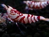 376　R【20期目突入記念！】RED FANCY TIGER FULL ADULT メス確定30連発！