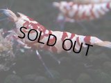 376　R【20期目突入記念！】RED FANCY TIGER FULL ADULT メス確定30連発！