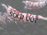 376　R【20期目突入記念！】RED FANCY TIGER FULL ADULT メス確定30連発！