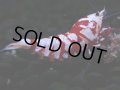 379　R【20期目突入記念！】RED FANCY TIGER FULL ADULT メス確定30連発！