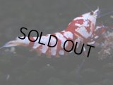 379　R【20期目突入記念！】RED FANCY TIGER FULL ADULT メス確定30連発！
