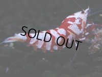 379　R【20期目突入記念！】RED FANCY TIGER FULL ADULT メス確定30連発！