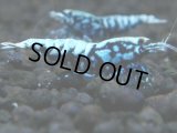 359　H【20期目突入記念！】BMG オス 超特価20連発！