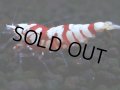 390　R【20期目突入記念！】RED FANCY TIGER FULL ADULT メス確定30連発！