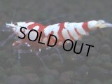 390　R【20期目突入記念！】RED FANCY TIGER FULL ADULT メス確定30連発！