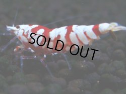 画像1: 390　R【20期目突入記念！】RED FANCY TIGER FULL ADULT メス確定30連発！
