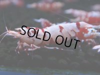 381　R【20期目突入記念！】RED FANCY TIGER FULL ADULT メス確定30連発！