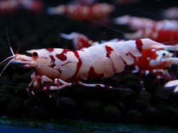 画像1: 381　R【20期目突入記念！】RED FANCY TIGER FULL ADULT メス確定30連発！