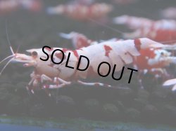 画像1: 381　R【20期目突入記念！】RED FANCY TIGER FULL ADULT メス確定30連発！
