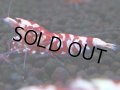 382　R【20期目突入記念！】RED FANCY TIGER FULL ADULT メス確定30連発！