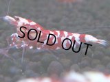 382　R【20期目突入記念！】RED FANCY TIGER FULL ADULT メス確定30連発！