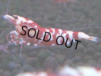 382　R【20期目突入記念！】RED FANCY TIGER FULL ADULT メス確定30連発！