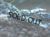 352　H【20期目突入記念！】BMG オス 超特価20連発！