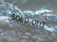 352　H【20期目突入記念！】BMG オス 超特価20連発！