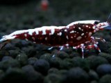 162　P【20期目突入記念！】RFBスノーフラワー アダルトメス確定！