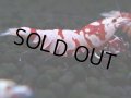 373　R【20期目突入記念！】RED FANCY TIGER FULL ADULT メス確定30連発！