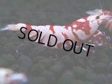 373　R【20期目突入記念！】RED FANCY TIGER FULL ADULT メス確定30連発！